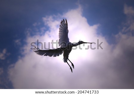 African Spoonbill Stork - Wild Bird Background from Africa - Nature\'s unique wildlife