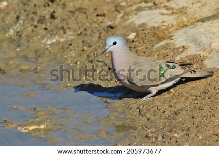 Green Spotted Dove - African Wild Bird Background - Feathered Emeralds and Jewels in Nature