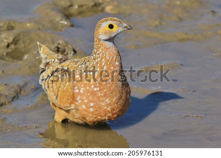 Burchell\'s Sand-grouse - African Wild Bird Background - Colorful Patterns in Nature