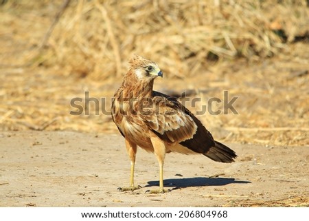 Gymnogene - African Wild Bird Background - Raptor of Golden Beauty