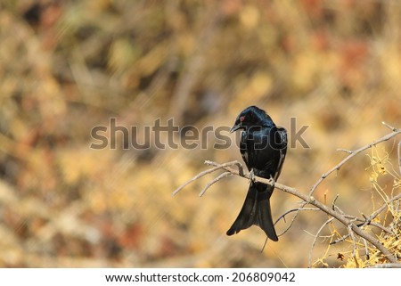 Fork-tailed Drongo - African Wild Bird Background - Perched Perfection