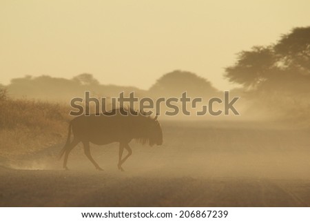 Blue Wildebeest - African Wildlife Background - Walking Shadow of Life