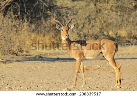 Impala - Wildlife Background from Africa - Ram Beauty