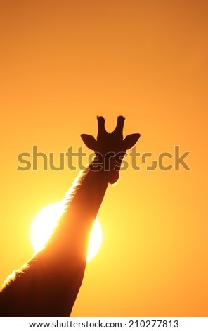 Giraffe Sunset - Wildlife Background from Africa - Silhouette of Color and Beauty