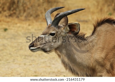 Kudu Antelope - African Wildlife Background - Elegance through Innocence and Color