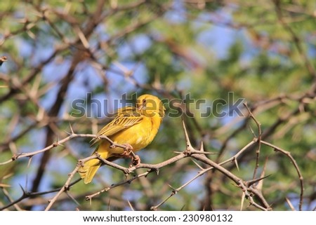 Southern Black Masked Weaver - African Wild Bird Background - Funny Nature and Hilarious Moments