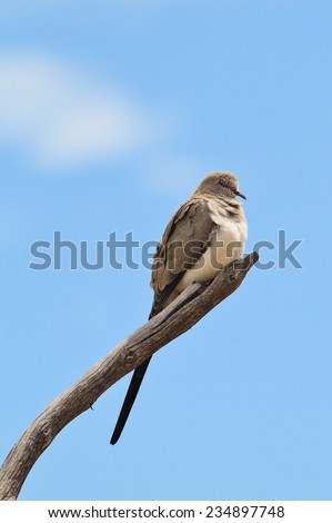 Namaqua Dove - African Wild Bird Background - Perch of Peace and Symbolic Freedom
