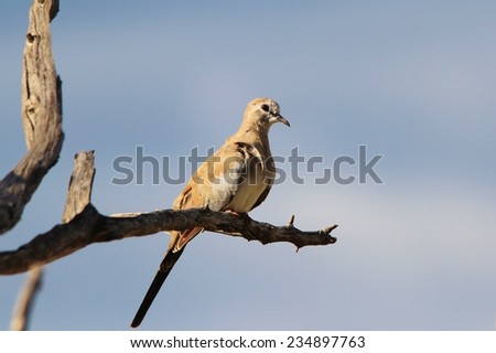 Namaqua Dove - African Wild Bird Background - Perch of Peace and Symbolic Freedom
