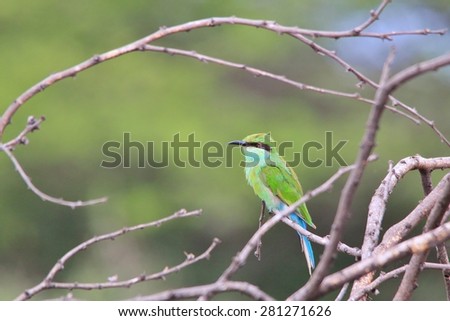 Green Bee-eater - African Wild Bird Background - Colors from Nature