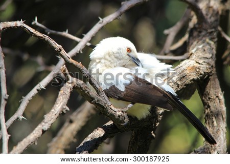Babbler Antics - African Wild Bird Background - Funny Nature
