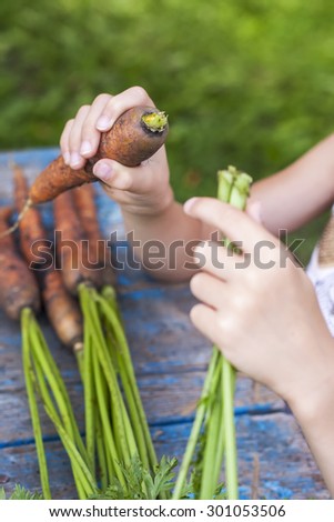 Fresh  carrots on children's hands, selective focus.  Natural day light.