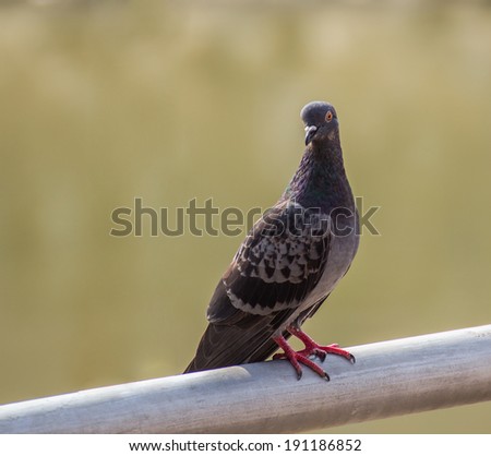 One pigeon in the park with blurry background