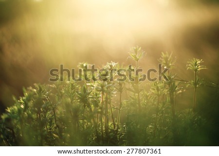 Nature vintage outdoor background. Many green wild meadow flowers in field in morning sunrise