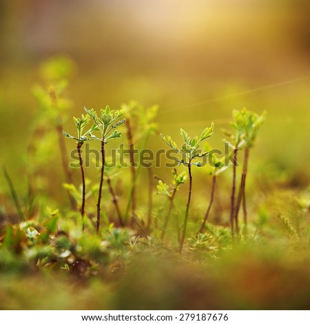 Green little trees in forest. Nature outdoor background