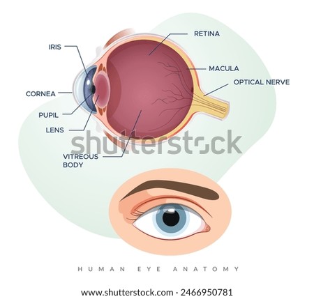 Human Eye Anatomy - Stock Illustration  as EPS 10 File