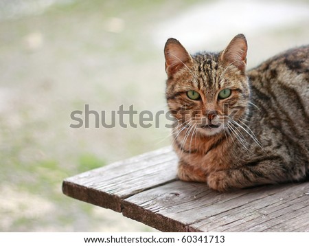 One cat sitting on a board and looking at the camera with copyspace
