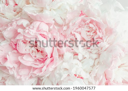 Similar – Image, Stock Photo Close-up of a bouquet of tulips in a cloth bag on the shoulder of a girl. Gift for Women’s Day, Valentine’s Day, Mother’s Day