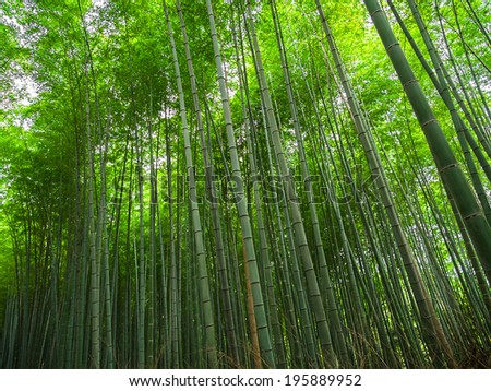Kyoto, Japan - green bamboo grove in Arashiyama