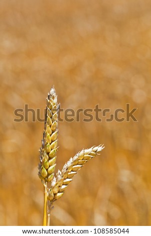 ears of wheat on a cereal box, a farmer in the summer.