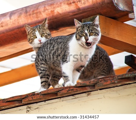 Two cats play on the roof of a house