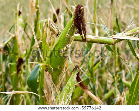 Hail damage. Kinked maize to hail on a corn field