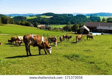 dairy cows on the summer pasture, symbol photo for milk production and organic farming