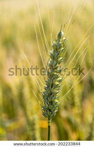 a corn field with barley waiting for harvest. symbolic photo for agriculture and healthy eating.