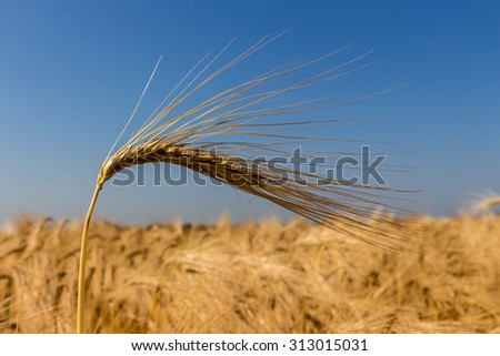 a cornfield with barley awaiting harvest. symbolic photo for agriculture and healthy eating.