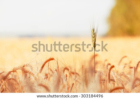 a germ of wheat in the field