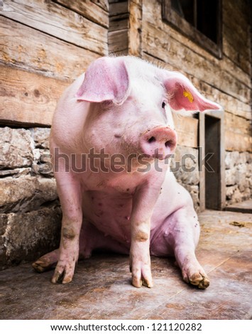 sitting pig at a farm near vienna - austria