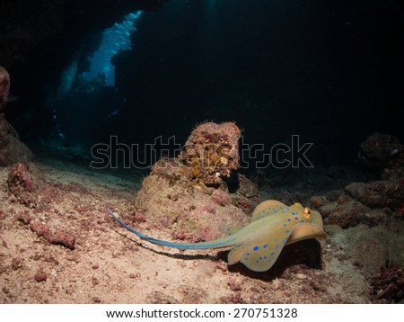 Blue spotted stingray surprised in the underwater cavern. Southern Red Sea, Sha\'ab Claudio.