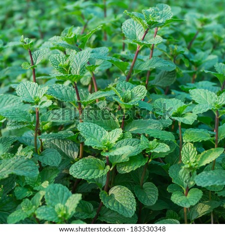 kitchen mint green  leaf for background