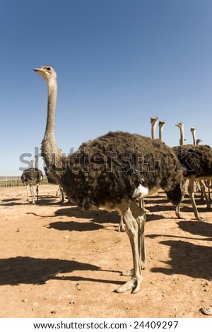ostrich farm in South Africa