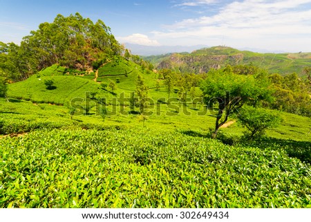 Vivid green tea crop landscape in Haputale, one of the most visited landmark in Sri Lanka. Wide angle shot in a bright day of summer with clear blue sky.