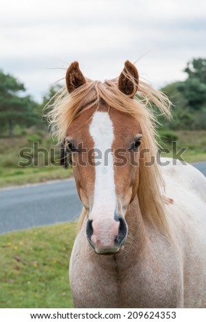 new forest pony close up