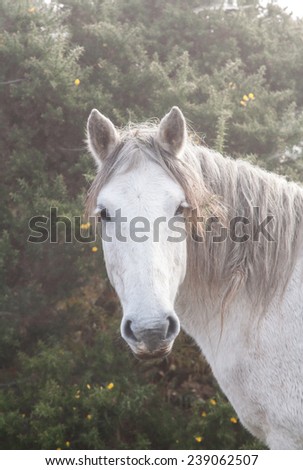 new forest pony white