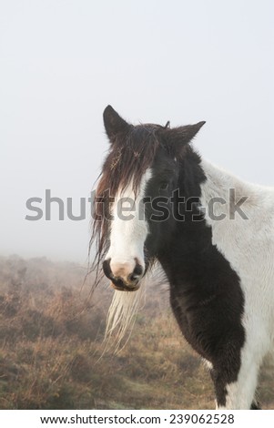 white and black new forest pony in fog