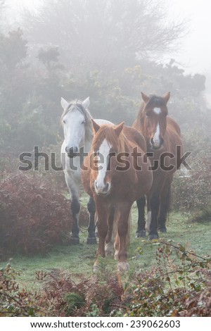 three new forest ponies in fog