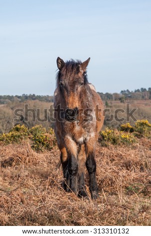 new forest pony foal