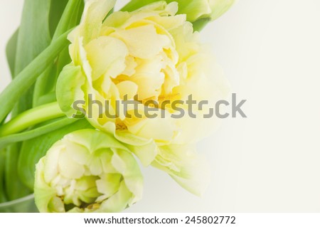 White tulips. \