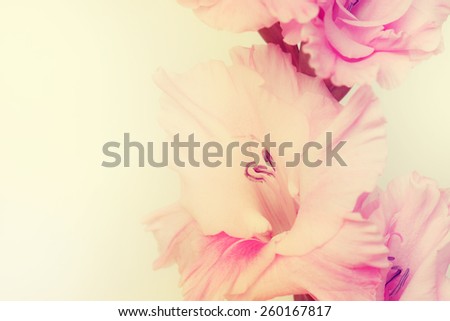 Gladiolus flowers.