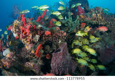 Different fish species on a reef.