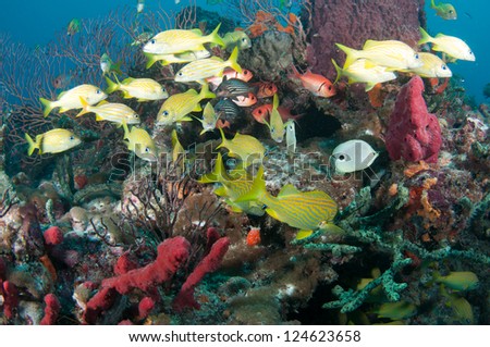 Mixed of fish species on a reef.