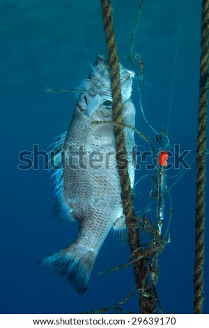 Gray Snapper Tangled In Fishing Gear