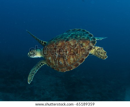 Green Sea Turtle-Chelonia mydas, picture taken in south east Florida