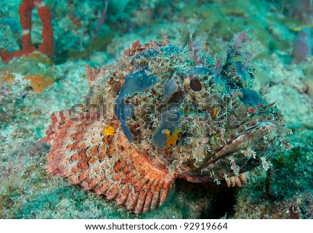 Blue Faced Spotted Scorpion Fish on a coral reef.