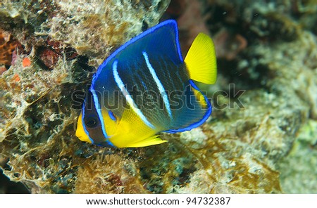 Juvenile Queen Angelfish swimming close to the protection of the reef.
