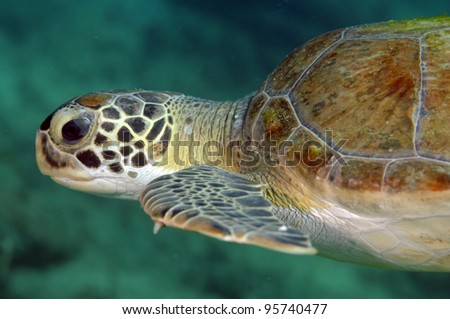 Green Turtle Swimming in open sea water.