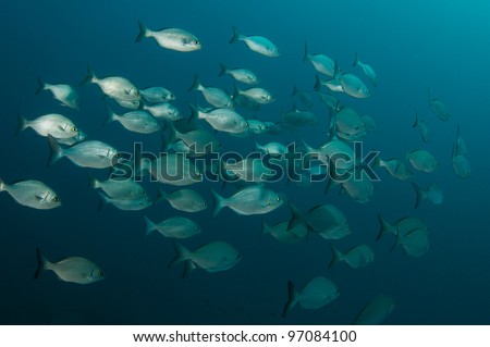 A School of Bermuda Chub Swimming in Open Water