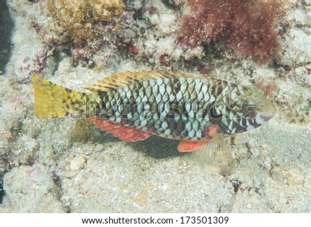 Solitary fish on a reef in south Florida.